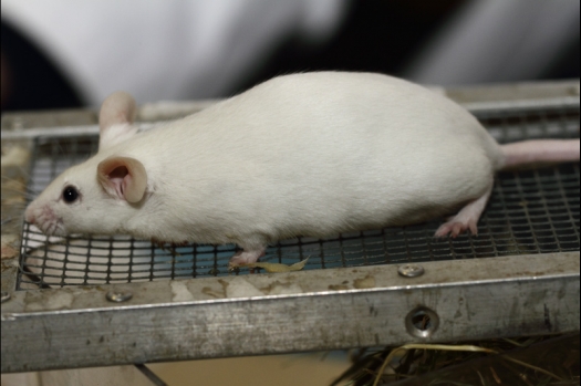 Dit zijn foto's gemaakt op de tweede N.K.V. Bokaal, gehouden op 1 december 2013. Er waren meer dan 250 knaagdieren ingeschreven. Bijzondere variaties zoals gerbil rex, gerbil schimmel, Syrische hamster wit met vleeskleurige oren en Degoes in de kleur Sandy.
