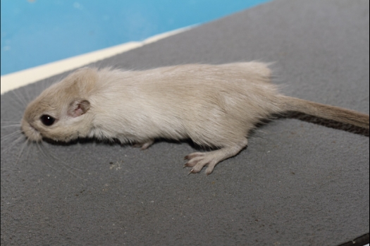 Dit zijn foto's gemaakt op de tweede N.K.V. Bokaal, gehouden op 1 december 2013. Er waren meer dan 250 knaagdieren ingeschreven. Bijzondere variaties zoals gerbil rex, gerbil schimmel, Syrische hamster wit met vleeskleurige oren en Degoes in de kleur Sandy.
