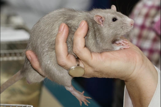 Dit zijn foto's gemaakt op de tweede N.K.V. Bokaal, gehouden op 1 december 2013. Er waren meer dan 250 knaagdieren ingeschreven. Bijzondere variaties zoals gerbil rex, gerbil schimmel, Syrische hamster wit met vleeskleurige oren en Degoes in de kleur Sandy.
