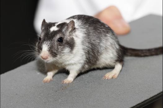 Dit zijn foto's gemaakt op de tweede N.K.V. Bokaal, gehouden op 1 december 2013. Er waren meer dan 250 knaagdieren ingeschreven. Bijzondere variaties zoals gerbil rex, gerbil schimmel, Syrische hamster wit met vleeskleurige oren en Degoes in de kleur Sandy.
