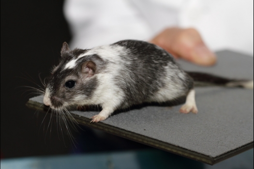 Dit zijn foto's gemaakt op de tweede N.K.V. Bokaal, gehouden op 1 december 2013. Er waren meer dan 250 knaagdieren ingeschreven. Bijzondere variaties zoals gerbil rex, gerbil schimmel, Syrische hamster wit met vleeskleurige oren en Degoes in de kleur Sandy.
