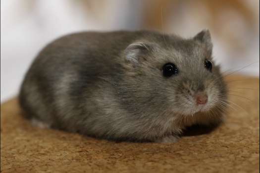 Dit zijn foto's gemaakt op de tweede N.K.V. Bokaal, gehouden op 1 december 2013. Er waren meer dan 250 knaagdieren ingeschreven. Bijzondere variaties zoals gerbil rex, gerbil schimmel, Syrische hamster wit met vleeskleurige oren en Degoes in de kleur Sandy.
