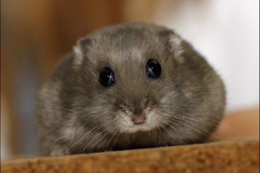 Dit zijn foto's gemaakt op de tweede N.K.V. Bokaal, gehouden op 1 december 2013. Er waren meer dan 250 knaagdieren ingeschreven. Bijzondere variaties zoals gerbil rex, gerbil schimmel, Syrische hamster wit met vleeskleurige oren en Degoes in de kleur Sandy.
