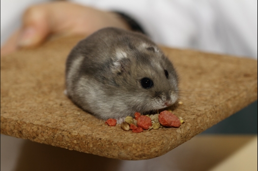 Dit zijn foto's gemaakt op de tweede N.K.V. Bokaal, gehouden op 1 december 2013. Er waren meer dan 250 knaagdieren ingeschreven. Bijzondere variaties zoals gerbil rex, gerbil schimmel, Syrische hamster wit met vleeskleurige oren en Degoes in de kleur Sandy.
