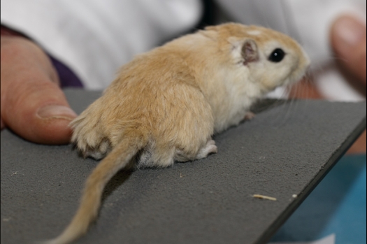 Dit zijn foto's gemaakt op de tweede N.K.V. Bokaal, gehouden op 1 december 2013. Er waren meer dan 250 knaagdieren ingeschreven. Bijzondere variaties zoals gerbil rex, gerbil schimmel, Syrische hamster wit met vleeskleurige oren en Degoes in de kleur Sandy.
