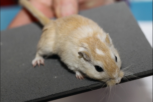 Dit zijn foto's gemaakt op de tweede N.K.V. Bokaal, gehouden op 1 december 2013. Er waren meer dan 250 knaagdieren ingeschreven. Bijzondere variaties zoals gerbil rex, gerbil schimmel, Syrische hamster wit met vleeskleurige oren en Degoes in de kleur Sandy.
