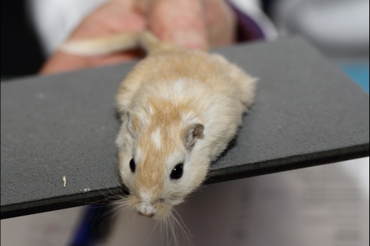 Dit zijn foto's gemaakt op de tweede N.K.V. Bokaal, gehouden op 1 december 2013. Er waren meer dan 250 knaagdieren ingeschreven. Bijzondere variaties zoals gerbil rex, gerbil schimmel, Syrische hamster wit met vleeskleurige oren en Degoes in de kleur Sandy.
