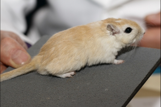 Dit zijn foto's gemaakt op de tweede N.K.V. Bokaal, gehouden op 1 december 2013. Er waren meer dan 250 knaagdieren ingeschreven. Bijzondere variaties zoals gerbil rex, gerbil schimmel, Syrische hamster wit met vleeskleurige oren en Degoes in de kleur Sandy.
