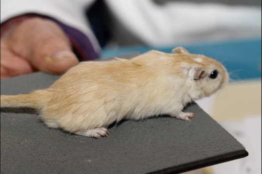 Dit zijn foto's gemaakt op de tweede N.K.V. Bokaal, gehouden op 1 december 2013. Er waren meer dan 250 knaagdieren ingeschreven. Bijzondere variaties zoals gerbil rex, gerbil schimmel, Syrische hamster wit met vleeskleurige oren en Degoes in de kleur Sandy.
