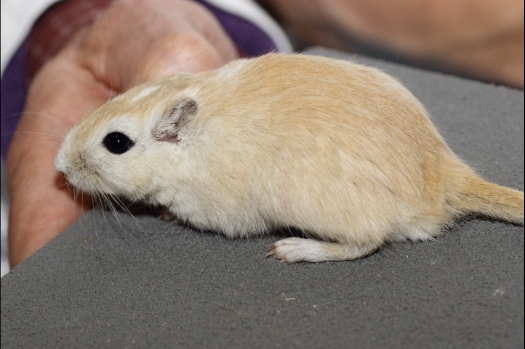 Dit zijn foto's gemaakt op de tweede N.K.V. Bokaal, gehouden op 1 december 2013. Er waren meer dan 250 knaagdieren ingeschreven. Bijzondere variaties zoals gerbil rex, gerbil schimmel, Syrische hamster wit met vleeskleurige oren en Degoes in de kleur Sandy.
