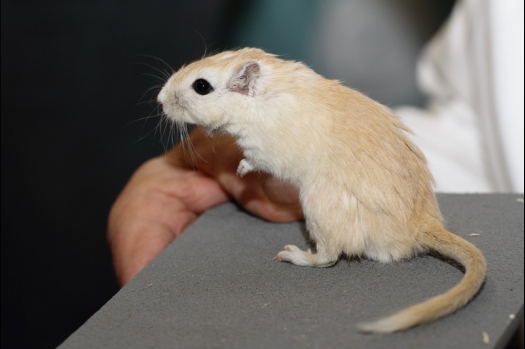 Dit zijn foto's gemaakt op de tweede N.K.V. Bokaal, gehouden op 1 december 2013. Er waren meer dan 250 knaagdieren ingeschreven. Bijzondere variaties zoals gerbil rex, gerbil schimmel, Syrische hamster wit met vleeskleurige oren en Degoes in de kleur Sandy.
