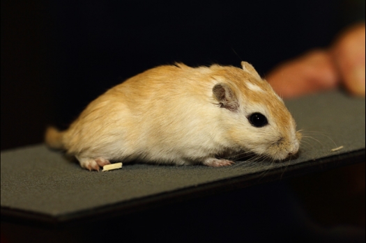 Dit zijn foto's gemaakt op de tweede N.K.V. Bokaal, gehouden op 1 december 2013. Er waren meer dan 250 knaagdieren ingeschreven. Bijzondere variaties zoals gerbil rex, gerbil schimmel, Syrische hamster wit met vleeskleurige oren en Degoes in de kleur Sandy.
