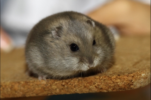 Dit zijn foto's gemaakt op de tweede N.K.V. Bokaal, gehouden op 1 december 2013. Er waren meer dan 250 knaagdieren ingeschreven. Bijzondere variaties zoals gerbil rex, gerbil schimmel, Syrische hamster wit met vleeskleurige oren en Degoes in de kleur Sandy.
