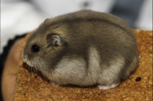 Dit zijn foto's gemaakt op de tweede N.K.V. Bokaal, gehouden op 1 december 2013. Er waren meer dan 250 knaagdieren ingeschreven. Bijzondere variaties zoals gerbil rex, gerbil schimmel, Syrische hamster wit met vleeskleurige oren en Degoes in de kleur Sandy.
