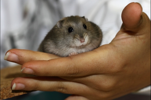 Dit zijn foto's gemaakt op de tweede N.K.V. Bokaal, gehouden op 1 december 2013. Er waren meer dan 250 knaagdieren ingeschreven. Bijzondere variaties zoals gerbil rex, gerbil schimmel, Syrische hamster wit met vleeskleurige oren en Degoes in de kleur Sandy.
