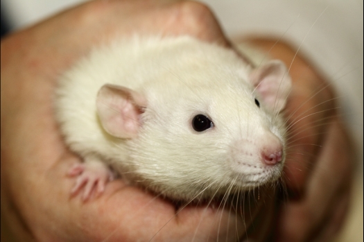 Dit zijn foto's gemaakt op de tweede N.K.V. Bokaal, gehouden op 1 december 2013. Er waren meer dan 250 knaagdieren ingeschreven. Bijzondere variaties zoals gerbil rex, gerbil schimmel, Syrische hamster wit met vleeskleurige oren en Degoes in de kleur Sandy.
