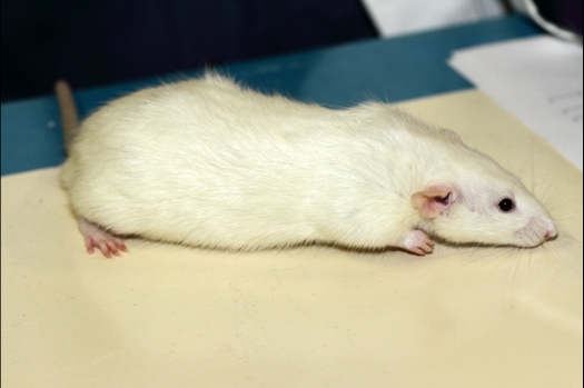 Dit zijn foto's gemaakt op de tweede N.K.V. Bokaal, gehouden op 1 december 2013. Er waren meer dan 250 knaagdieren ingeschreven. Bijzondere variaties zoals gerbil rex, gerbil schimmel, Syrische hamster wit met vleeskleurige oren en Degoes in de kleur Sandy.
