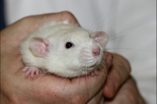 Dit zijn foto's gemaakt op de tweede N.K.V. Bokaal, gehouden op 1 december 2013. Er waren meer dan 250 knaagdieren ingeschreven. Bijzondere variaties zoals gerbil rex, gerbil schimmel, Syrische hamster wit met vleeskleurige oren en Degoes in de kleur Sandy.
