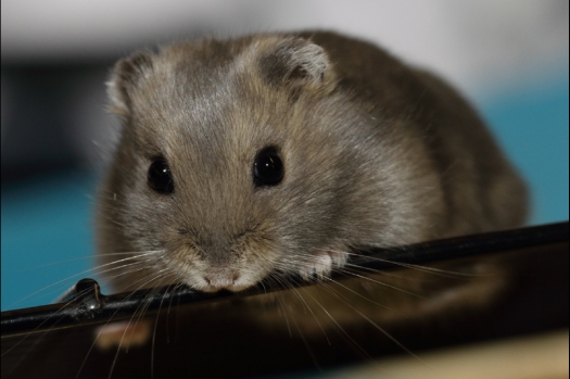 Dit zijn foto's gemaakt op de tweede N.K.V. Bokaal, gehouden op 1 december 2013. Er waren meer dan 250 knaagdieren ingeschreven. Bijzondere variaties zoals gerbil rex, gerbil schimmel, Syrische hamster wit met vleeskleurige oren en Degoes in de kleur Sandy.
