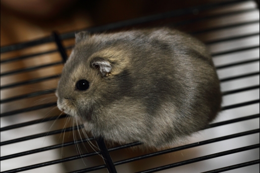 Dit zijn foto's gemaakt op de tweede N.K.V. Bokaal, gehouden op 1 december 2013. Er waren meer dan 250 knaagdieren ingeschreven. Bijzondere variaties zoals gerbil rex, gerbil schimmel, Syrische hamster wit met vleeskleurige oren en Degoes in de kleur Sandy.
