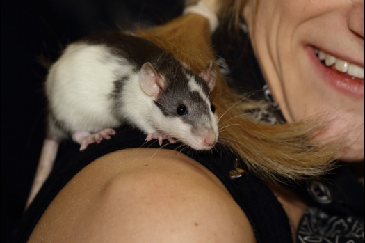 Dit zijn foto's gemaakt op de tweede N.K.V. Bokaal, gehouden op 1 december 2013. Er waren meer dan 250 knaagdieren ingeschreven. Bijzondere variaties zoals gerbil rex, gerbil schimmel, Syrische hamster wit met vleeskleurige oren en Degoes in de kleur Sandy.
