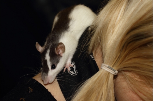 Dit zijn foto's gemaakt op de tweede N.K.V. Bokaal, gehouden op 1 december 2013. Er waren meer dan 250 knaagdieren ingeschreven. Bijzondere variaties zoals gerbil rex, gerbil schimmel, Syrische hamster wit met vleeskleurige oren en Degoes in de kleur Sandy.
