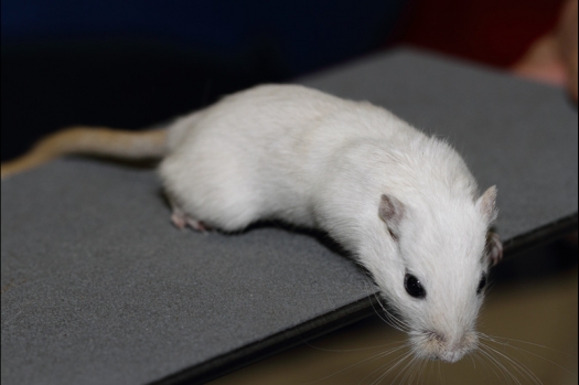 Dit zijn foto's gemaakt op de tweede N.K.V. Bokaal, gehouden op 1 december 2013. Er waren meer dan 250 knaagdieren ingeschreven. Bijzondere variaties zoals gerbil rex, gerbil schimmel, Syrische hamster wit met vleeskleurige oren en Degoes in de kleur Sandy.
