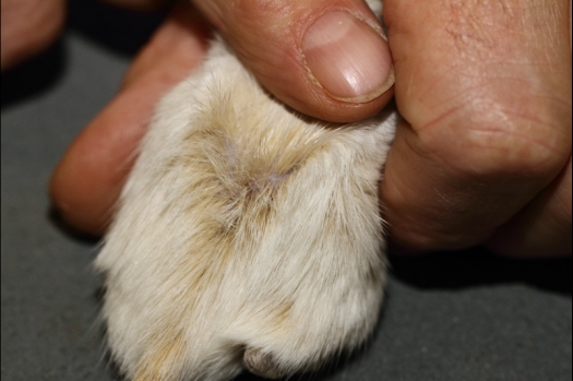 Dit zijn foto's gemaakt op de tweede N.K.V. Bokaal, gehouden op 1 december 2013. Er waren meer dan 250 knaagdieren ingeschreven. Bijzondere variaties zoals gerbil rex, gerbil schimmel, Syrische hamster wit met vleeskleurige oren en Degoes in de kleur Sandy.
