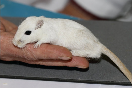 Dit zijn foto's gemaakt op de tweede N.K.V. Bokaal, gehouden op 1 december 2013. Er waren meer dan 250 knaagdieren ingeschreven. Bijzondere variaties zoals gerbil rex, gerbil schimmel, Syrische hamster wit met vleeskleurige oren en Degoes in de kleur Sandy.
