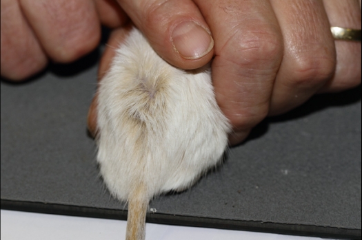 Dit zijn foto's gemaakt op de tweede N.K.V. Bokaal, gehouden op 1 december 2013. Er waren meer dan 250 knaagdieren ingeschreven. Bijzondere variaties zoals gerbil rex, gerbil schimmel, Syrische hamster wit met vleeskleurige oren en Degoes in de kleur Sandy.
