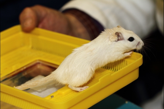 Dit zijn foto's gemaakt op de tweede N.K.V. Bokaal, gehouden op 1 december 2013. Er waren meer dan 250 knaagdieren ingeschreven. Bijzondere variaties zoals gerbil rex, gerbil schimmel, Syrische hamster wit met vleeskleurige oren en Degoes in de kleur Sandy.
