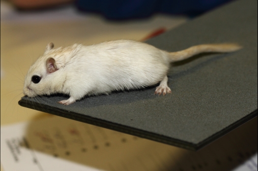 Dit zijn foto's gemaakt op de tweede N.K.V. Bokaal, gehouden op 1 december 2013. Er waren meer dan 250 knaagdieren ingeschreven. Bijzondere variaties zoals gerbil rex, gerbil schimmel, Syrische hamster wit met vleeskleurige oren en Degoes in de kleur Sandy.
