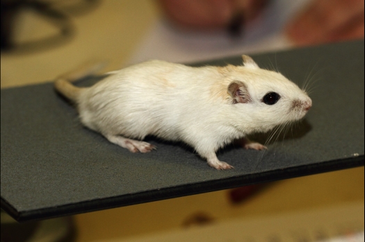 Dit zijn foto's gemaakt op de tweede N.K.V. Bokaal, gehouden op 1 december 2013. Er waren meer dan 250 knaagdieren ingeschreven. Bijzondere variaties zoals gerbil rex, gerbil schimmel, Syrische hamster wit met vleeskleurige oren en Degoes in de kleur Sandy.
