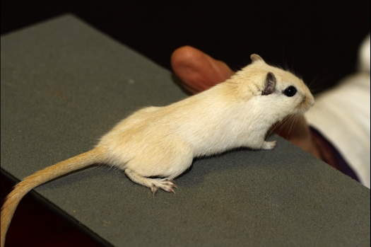 Dit zijn foto's gemaakt op de tweede N.K.V. Bokaal, gehouden op 1 december 2013. Er waren meer dan 250 knaagdieren ingeschreven. Bijzondere variaties zoals gerbil rex, gerbil schimmel, Syrische hamster wit met vleeskleurige oren en Degoes in de kleur Sandy.
