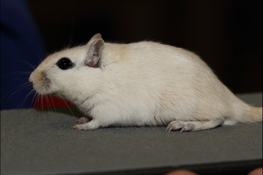 Dit zijn foto's gemaakt op de tweede N.K.V. Bokaal, gehouden op 1 december 2013. Er waren meer dan 250 knaagdieren ingeschreven. Bijzondere variaties zoals gerbil rex, gerbil schimmel, Syrische hamster wit met vleeskleurige oren en Degoes in de kleur Sandy.
