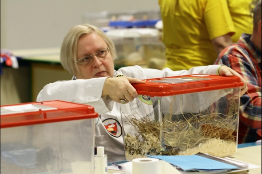 Dit zijn foto's gemaakt op de tweede N.K.V. Bokaal, gehouden op 1 december 2013. Er waren meer dan 250 knaagdieren ingeschreven. Bijzondere variaties zoals gerbil rex, gerbil schimmel, Syrische hamster wit met vleeskleurige oren en Degoes in de kleur Sandy.
