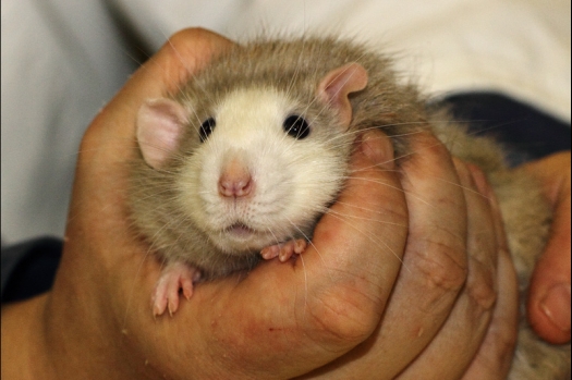 Dit zijn foto's gemaakt op de tweede N.K.V. Bokaal, gehouden op 1 december 2013. Er waren meer dan 250 knaagdieren ingeschreven. Bijzondere variaties zoals gerbil rex, gerbil schimmel, Syrische hamster wit met vleeskleurige oren en Degoes in de kleur Sandy.
