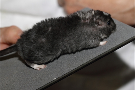 Dit zijn foto's gemaakt op de tweede N.K.V. Bokaal, gehouden op 1 december 2013. Er waren meer dan 250 knaagdieren ingeschreven. Bijzondere variaties zoals gerbil rex, gerbil schimmel, Syrische hamster wit met vleeskleurige oren en Degoes in de kleur Sandy.
