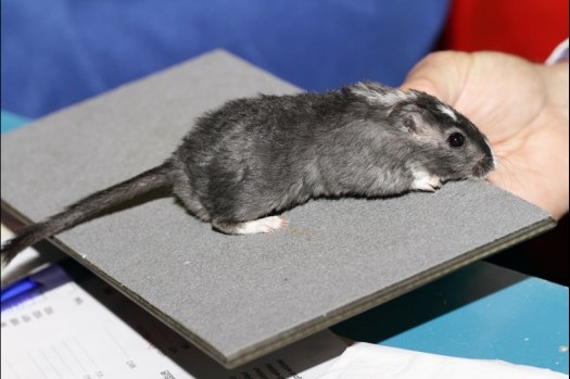 Dit zijn foto's gemaakt op de tweede N.K.V. Bokaal, gehouden op 1 december 2013. Er waren meer dan 250 knaagdieren ingeschreven. Bijzondere variaties zoals gerbil rex, gerbil schimmel, Syrische hamster wit met vleeskleurige oren en Degoes in de kleur Sandy.
