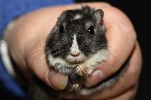 Dit zijn foto's gemaakt op de tweede N.K.V. Bokaal, gehouden op 1 december 2013. Er waren meer dan 250 knaagdieren ingeschreven. Bijzondere variaties zoals gerbil rex, gerbil schimmel, Syrische hamster wit met vleeskleurige oren en Degoes in de kleur Sandy.
