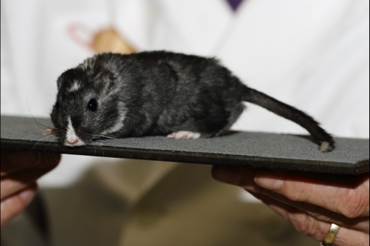 Dit zijn foto's gemaakt op de tweede N.K.V. Bokaal, gehouden op 1 december 2013. Er waren meer dan 250 knaagdieren ingeschreven. Bijzondere variaties zoals gerbil rex, gerbil schimmel, Syrische hamster wit met vleeskleurige oren en Degoes in de kleur Sandy.
