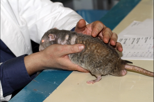 Dit zijn foto's gemaakt op de tweede N.K.V. Bokaal, gehouden op 1 december 2013. Er waren meer dan 250 knaagdieren ingeschreven. Bijzondere variaties zoals gerbil rex, gerbil schimmel, Syrische hamster wit met vleeskleurige oren en Degoes in de kleur Sandy.
