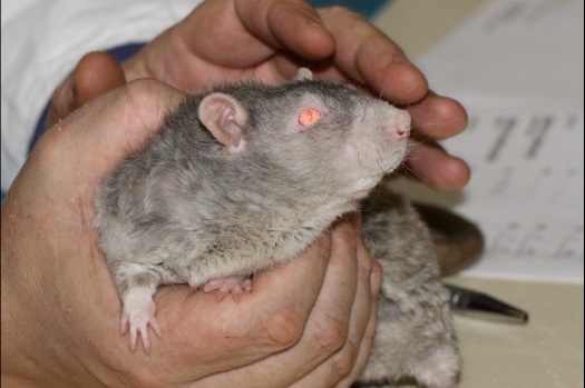 Dit zijn foto's gemaakt op de tweede N.K.V. Bokaal, gehouden op 1 december 2013. Er waren meer dan 250 knaagdieren ingeschreven. Bijzondere variaties zoals gerbil rex, gerbil schimmel, Syrische hamster wit met vleeskleurige oren en Degoes in de kleur Sandy.
