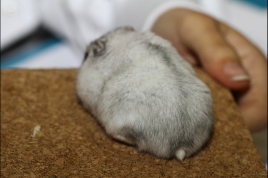 Dit zijn foto's gemaakt op de tweede N.K.V. Bokaal, gehouden op 1 december 2013. Er waren meer dan 250 knaagdieren ingeschreven. Bijzondere variaties zoals gerbil rex, gerbil schimmel, Syrische hamster wit met vleeskleurige oren en Degoes in de kleur Sandy.
