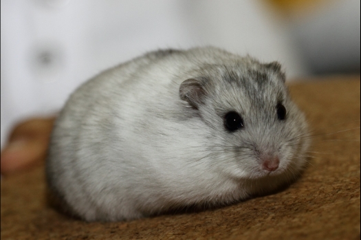 Dit zijn foto's gemaakt op de tweede N.K.V. Bokaal, gehouden op 1 december 2013. Er waren meer dan 250 knaagdieren ingeschreven. Bijzondere variaties zoals gerbil rex, gerbil schimmel, Syrische hamster wit met vleeskleurige oren en Degoes in de kleur Sandy.
