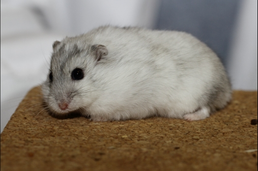 Dit zijn foto's gemaakt op de tweede N.K.V. Bokaal, gehouden op 1 december 2013. Er waren meer dan 250 knaagdieren ingeschreven. Bijzondere variaties zoals gerbil rex, gerbil schimmel, Syrische hamster wit met vleeskleurige oren en Degoes in de kleur Sandy.
