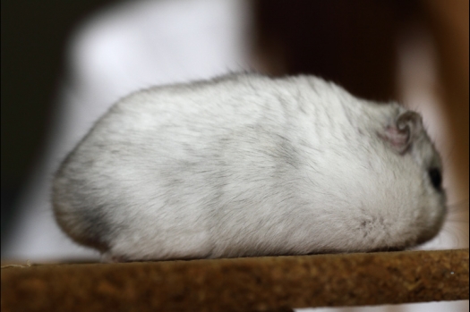 Dit zijn foto's gemaakt op de tweede N.K.V. Bokaal, gehouden op 1 december 2013. Er waren meer dan 250 knaagdieren ingeschreven. Bijzondere variaties zoals gerbil rex, gerbil schimmel, Syrische hamster wit met vleeskleurige oren en Degoes in de kleur Sandy.
