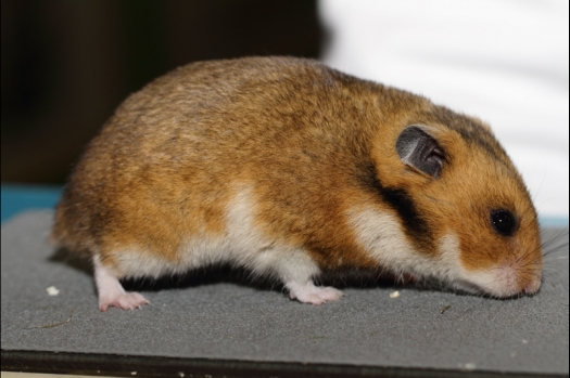 Dit zijn foto's gemaakt op de tweede N.K.V. Bokaal, gehouden op 1 december 2013. Er waren meer dan 250 knaagdieren ingeschreven. Bijzondere variaties zoals gerbil rex, gerbil schimmel, Syrische hamster wit met vleeskleurige oren en Degoes in de kleur Sandy.
