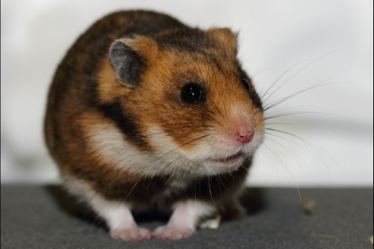 Dit zijn foto's gemaakt op de tweede N.K.V. Bokaal, gehouden op 1 december 2013. Er waren meer dan 250 knaagdieren ingeschreven. Bijzondere variaties zoals gerbil rex, gerbil schimmel, Syrische hamster wit met vleeskleurige oren en Degoes in de kleur Sandy.
