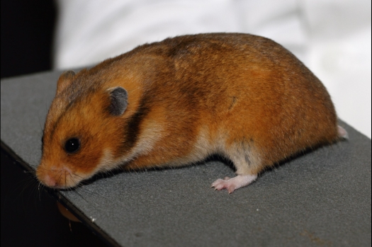 Dit zijn foto's gemaakt op de tweede N.K.V. Bokaal, gehouden op 1 december 2013. Er waren meer dan 250 knaagdieren ingeschreven. Bijzondere variaties zoals gerbil rex, gerbil schimmel, Syrische hamster wit met vleeskleurige oren en Degoes in de kleur Sandy.
